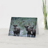 Elk Herd | Mt. Baring, Washington Kaart (Voorkant)