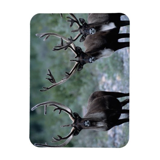 Elk Herd | Mt. Baring, Washington Magneet (Verticaal)