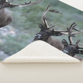 Elk Herd | Mt. Baring, Washington Sherpa Deken (3/4)