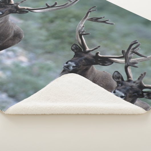 Elk Herd | Mt. Baring, Washington Sherpa Deken (3/4)