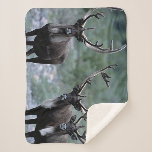 Elk Herd | Mt. Baring, Washington Sherpa Deken (Voorkant)