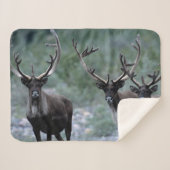 Elk Herd | Mt. Baring, Washington Sherpa Deken (Voorkant (horizontaal))