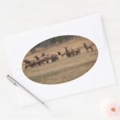 Elk Herd Oval Sticker (Envelop)