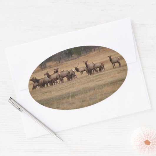 Elk Herd Oval Sticker (Envelop)
