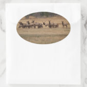 Elk Herd Oval Sticker (Tas)