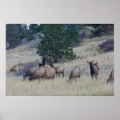 Elk Herd Poster (Voorkant)