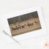 Elk Herd Rectangle Sticker (Envelop)