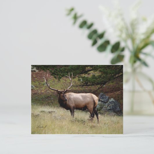 Elk in de Wild Briefkaart (Staand voorkant)