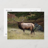 Elk in de Wild Briefkaart (Voorkant / Achterkant)