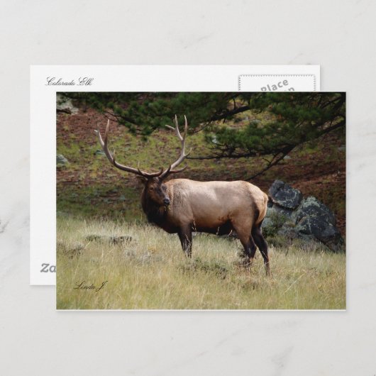 Elk in de Wild Briefkaart (Voorkant / Achterkant)