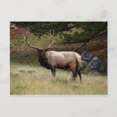 Elk in de Wild Briefkaart (Voorkant)