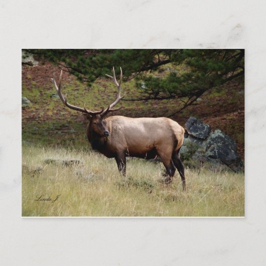 Elk in de Wild Briefkaart (Voorkant)