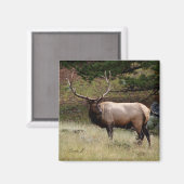 Elk in de Wild Magneet (Voorkant / Achterkant)