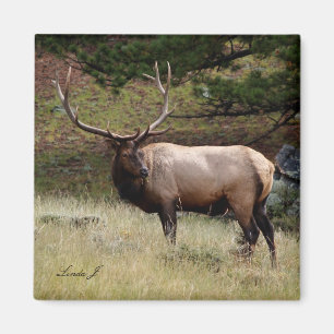 Elk in de Wild Magneet