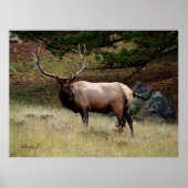 Elk in de Wild Poster (Voorkant)