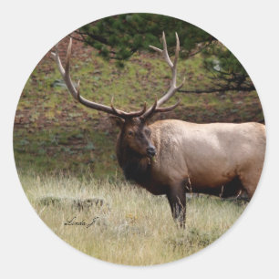 Elk in de Wild Ronde Sticker