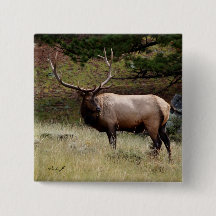 Elk in de Wild