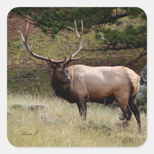 Elk in de Wild Vierkante Sticker (Voorkant)