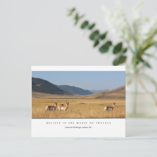 Elk in een veld Briefkaarten (Staand voorkant)