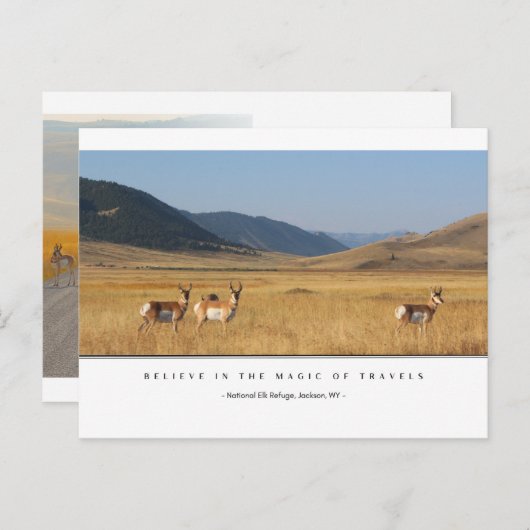 Elk in een veld Briefkaarten (Voorkant / Achterkant)