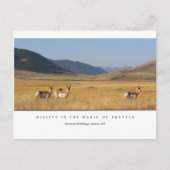 Elk in een veld Briefkaarten (Voorkant)