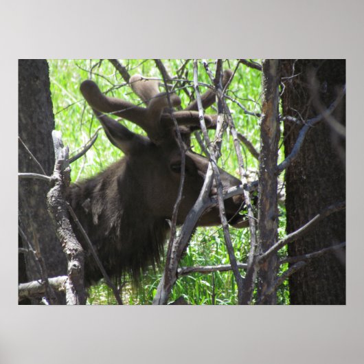 Elk in Estes Park Colorado Poster (Voorkant)