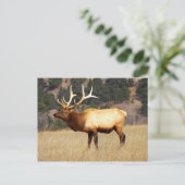 Elk in Fort Niobrara Nationaal Vluchtelingschap Briefkaart (Staand voorkant)