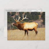 Elk in Fort Niobrara Nationaal Vluchtelingschap Briefkaart (Voorkant / Achterkant)