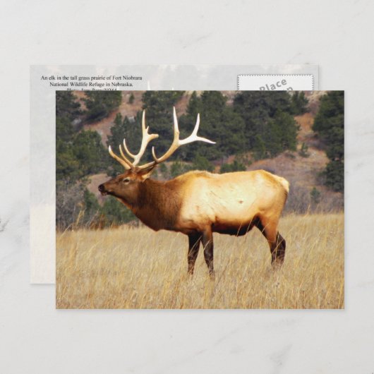 Elk in Fort Niobrara Nationaal Vluchtelingschap Briefkaart (Voorkant / Achterkant)