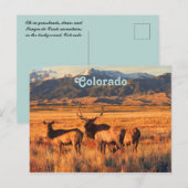 Elk in graslanden en duinen in Colorado Briefkaart (Voorkant / Achterkant)