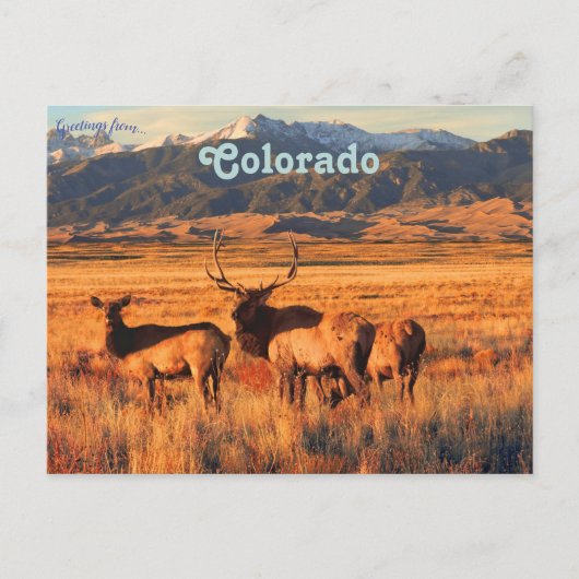 Elk in graslanden en duinen in Colorado Briefkaart (Voorkant)