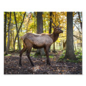 Elk in Herfst Foto Afdruk (Voorkant)