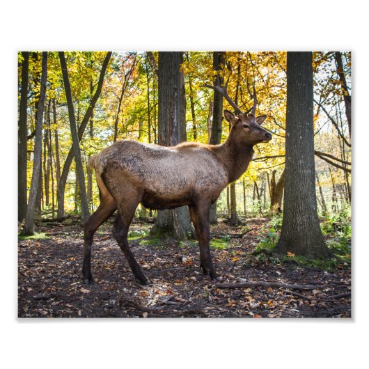 Elk in Herfst Foto Afdruk (Voorkant)