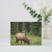 Elk in het Banff National Park in Canada Briefkaart (Staand voorkant)