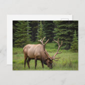 Elk in het Banff National Park in Canada Briefkaart (Voorkant / Achterkant)