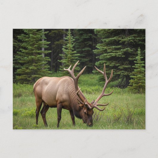 Elk in het Banff National Park in Canada Briefkaart (Voorkant)