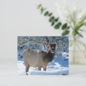 Elk in het Briefkaart van de sneeuw (Staand voorkant)