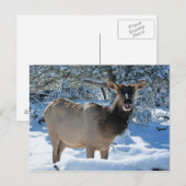 Elk in het Briefkaart van de sneeuw (Voorkant / Achterkant)