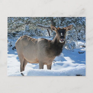 Elk in het Briefkaart van de sneeuw