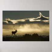elk in het hoefijzer park rmnp poster (Voorkant)