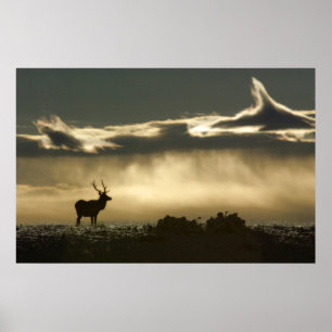 elk in het hoefijzer park rmnp poster