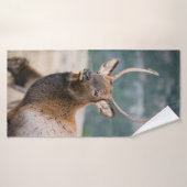 ELK IN ROCKY MOUNTAIN NATIONAL PARK - ELK HERDS GR BADHANDDOEK (Badhanddoek)