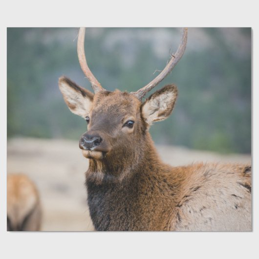 ELK IN ROCKY MOUNTAIN NATIONAL PARK - ELK HERDS GR CADEAUPAPIER (Vlak)