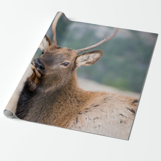 ELK IN ROCKY MOUNTAIN NATIONAL PARK - ELK HERDS GR CADEAUPAPIER (Uitgerold)