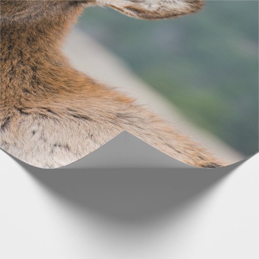 ELK IN ROCKY MOUNTAIN NATIONAL PARK - ELK HERDS GR CADEAUPAPIER (Hoek)