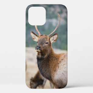 ELK IN ROCKY MOUNTAIN NATIONAL PARK - ELK HERDS GR Case-Mate iPhone CASE