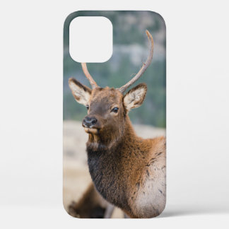 ELK IN ROCKY MOUNTAIN NATIONAL PARK - ELK HERDS GR Case-Mate iPhone CASE