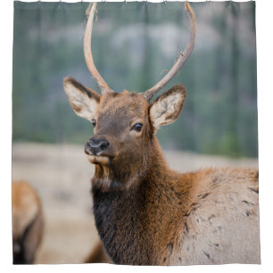 ELK IN ROCKY MOUNTAIN NATIONAL PARK - ELK HERDS GR DOUCHEGORDIJN