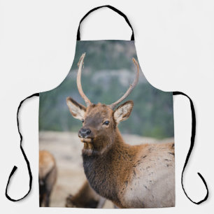 ELK IN ROCKY MOUNTAIN NATIONAL PARK - ELK HERDS GR SCHORT