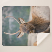 ELK IN ROCKY MOUNTAIN NATIONAL PARK - ELK HERDS GR SHERPA DEKEN (Voorkant (horizontaal))
